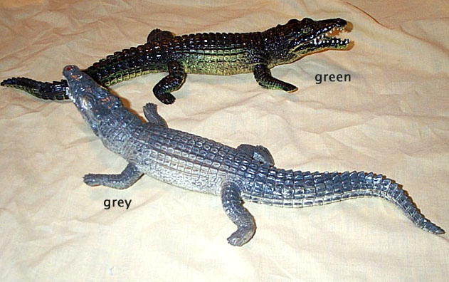 Crocodiles - Female