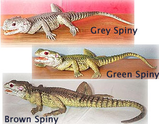 spiny lizards