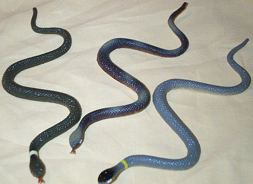 baby blue racer snake